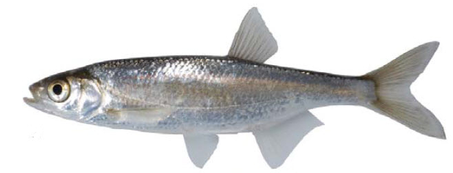 Alburnus alburnus_011.jpg
